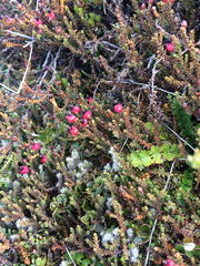 Lepidothamnus laxifolius