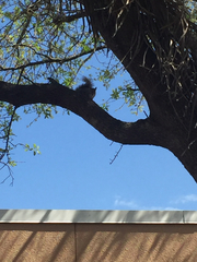 Sciurus carolinensis