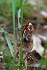 Endromis versicolora