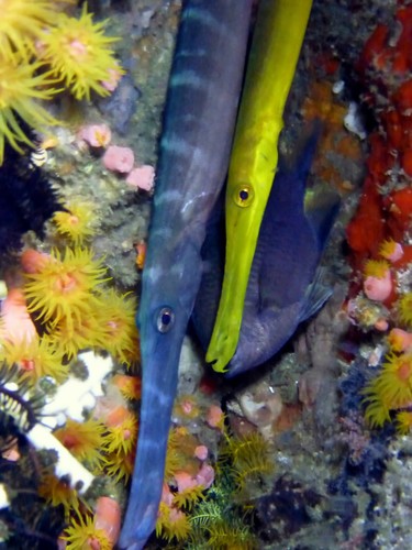 Pacific Trumpetfish (Aulostomus chinensis)