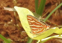 Cigaritis vulcanus vulcanus