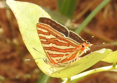 Cigaritis vulcanus vulcanus