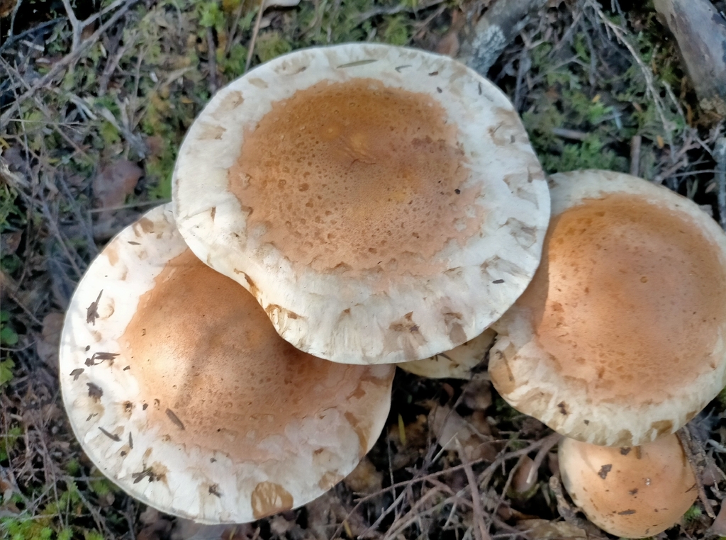 Hebeloma victoriense · May 2026 · photo: © maxine_b (iNaturalist, cc0)
