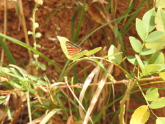 Cigaritis vulcanus vulcanus