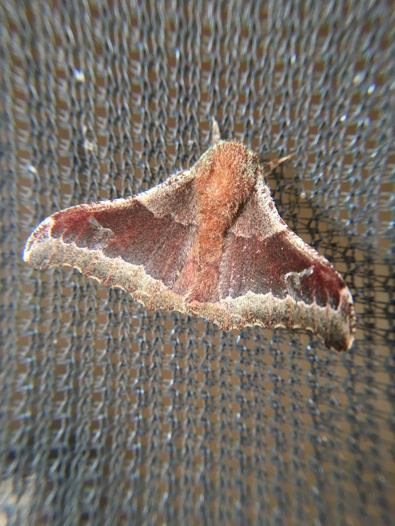 Ludia arguta