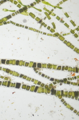 Urospora wormskioldii
