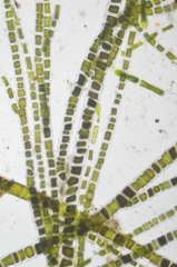 Urospora wormskioldii