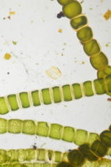 Urospora wormskioldii