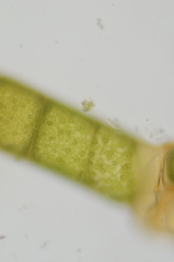 Urospora wormskioldii