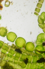 Urospora wormskioldii