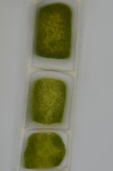 Urospora wormskioldii