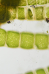 Urospora wormskioldii