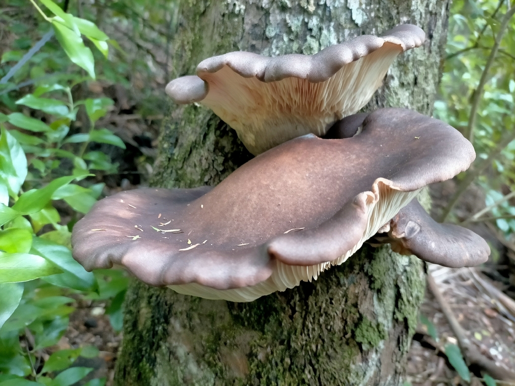 Pleurotus australis · February 2026 · photo: © maxine_b (iNaturalist, cc0)