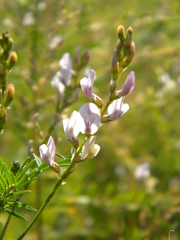 Astragalus sulcatus
