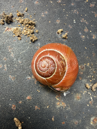 Cepaea nemoralis
