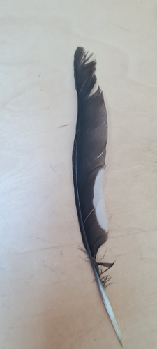 Plume de Cassenoix moucheté