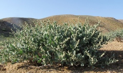 Chenopodium frutescens