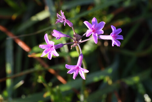 Tulbaghia violacea