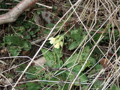 Primula elatior