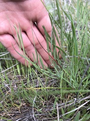 Perideridia kelloggii