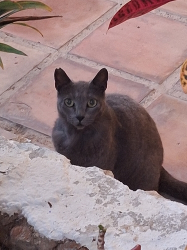 Avistamiento Gato montés (Sierra Nevada)