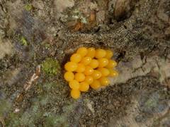 Harmonia axyridis
