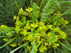 Astragalus wolgensis
