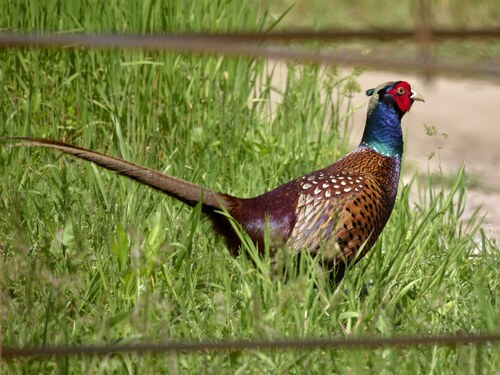 Ring-necked Pheasant