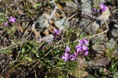Arabis blepharophylla