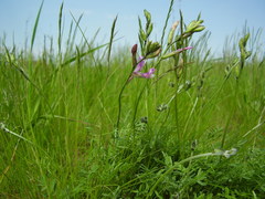 Astragalus macropus