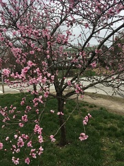 Prunus persica nucipersica