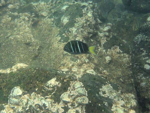 Abudefduf notatus