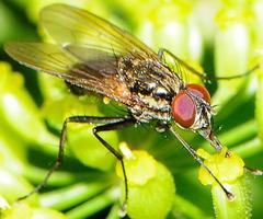 Hydrophoria lancifer