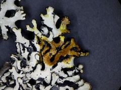 Hypogymnia incurvoides