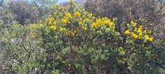 Adenocarpus decorticans, photograph Santiago Martín-Bravo, CC BY, iNaturalist via GBIF