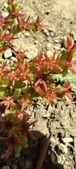 Santiago Martín-Bravo, CC BY, iNaturalist via GBIF Sedum cespitosum, photograph Santiago Martín-Bravo, CC BY, iNaturalist via GBIF