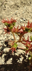 Santiago Martín-Bravo, CC BY, iNaturalist via GBIF Sedum cespitosum, photograph Santiago Martín-Bravo, CC BY, iNaturalist via GBIF