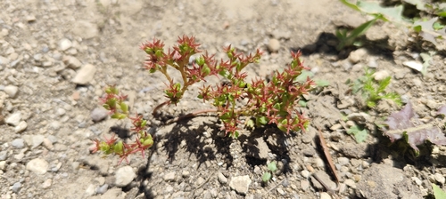 Sedum cespitosum, photograph 6