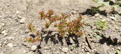 Sedum cespitosum, photograph Santiago Martín-Bravo, CC BY, iNaturalist via GBIF