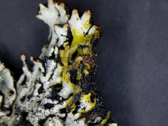 Hypogymnia incurvoides