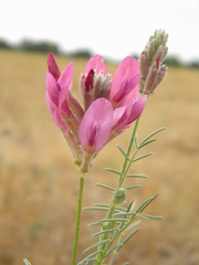 Astragalus cornutus