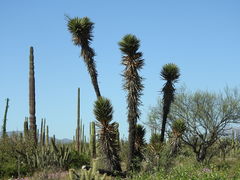 Yucca valida