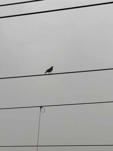 Red-billed Starling