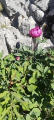 Paeonia coriacea