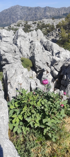 Paeonia coriacea, photograph 2