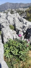 (c) Santiago Martín-Bravo, some rights reserved (CC BY) Paeonia coriacea, photograph (c) Santiago Martín-Bravo, some rights reserved (CC BY)