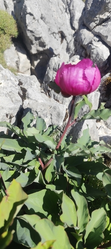 Paeonia coriacea, photograph 3