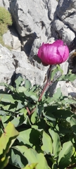 (c) Santiago Martín-Bravo, some rights reserved (CC BY) Paeonia coriacea, photograph (c) Santiago Martín-Bravo, some rights reserved (CC BY)