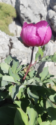 Paeonia coriacea, photograph 4