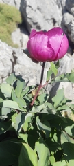 (c) Santiago Martín-Bravo, some rights reserved (CC BY) Paeonia coriacea, photograph (c) Santiago Martín-Bravo, some rights reserved (CC BY)